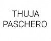 THUJA PASCHERO