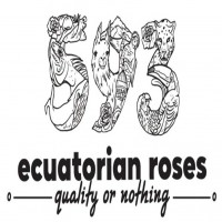 593 ecuadorian roses quality or nothing MÁS DISEÑO