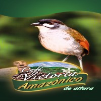Café Victoria Amazónico de altura Mas Logotipo